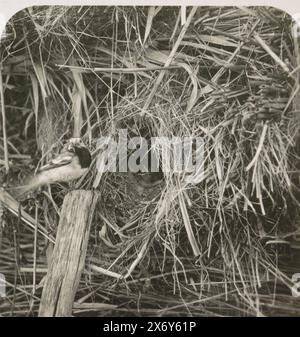 Wagtail bianco sul campo di fronte al nido, Les oiseaux et leurs nids, 2nd Series Les oiseaux chanteurs (Suite). (Titolo della collana), in basso a sinistra nella foto a sinistra c'è il numero 40. Da una serie di 25 foto stereo., stereografo, Adolphe Burdet, (menzionato sull'oggetto), sconosciuto, c. 1870 - c. 1940, supporto fotografico, altezza, 86 mm x larghezza, 164 mm Foto Stock