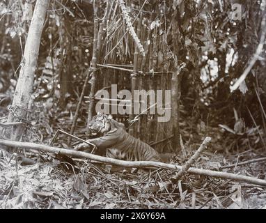 Tigre con zampa nella pinza metallica, Sumatra (Tiger in der Falle), Una tigre di Sumatra catturata in una trappola, nella giungla. Parte dell'album fotografico di Sumatra di Paul e Lucie Sandel del del 1900., Photography, Carl J. Kleingrothe, Medan, c. 1885 - 1900, supporto fotografico, altezza, 270 mm x larghezza, 347 mm Foto Stock