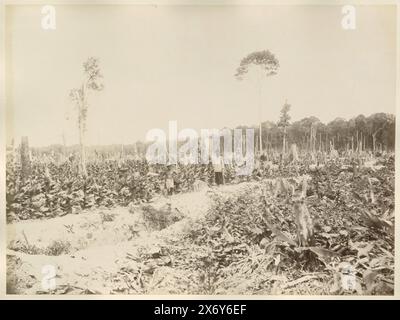 Servitori cinesi in un campo di tabacco, probabilmente a Langkat, Sumatra, questa foto fa parte di un album., fotografia, anonima, Sumatra, (possibilmente), 1890 - 1900, supporto fotografico, stampa albume, altezza, 268 mm x larghezza, 358 mm Foto Stock