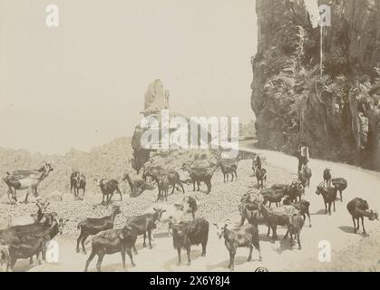 Capre e capre sulla strada nel paesaggio montuoso corso, mandria di capre corse. (Titolo sull'oggetto), fotografia, Henry Pauw van Wieldrecht, (eventualmente), Corsica, c. 1886 - c. 1896, supporto fotografico, stampa albume, altezza, 170 mm x larghezza, 230 mm, altezza, 322 mm x larghezza, 498 mm Foto Stock