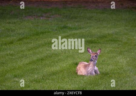 Vista di un cervo dalla coda bianca (odocoileus virginianus) che si rilassa in un cortile erboso vicino al crepuscolo Foto Stock