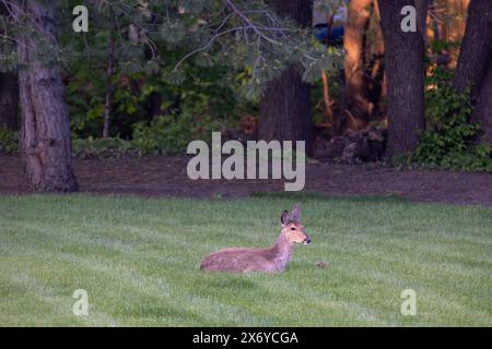 Vista di un cervo dalla coda bianca (odocoileus virginianus) che si rilassa in un cortile erboso vicino al crepuscolo Foto Stock
