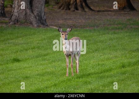 Veduta di un cervo dalla coda bianca (odocoileus virginianus) in un cortile erboso vicino al crepuscolo Foto Stock