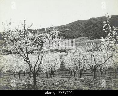 Plum Blossom in Santa Clara Valley, Prune Trees in Blossom, Santa Clara Valley California (titolo sull'oggetto), fotografia, anonimo, editore: Southern Pacific Company, (menzionato sull'oggetto), San Francisco, 1890 - 1920, baryta paper, stampa in gelatina argento, altezza, 192 mm x larghezza, 243 mm Foto Stock