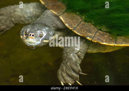 La tartaruga di Mary River è una specie in via di estinzione di tartaruga dal collo corto della famiglia Chelidae. La specie è endemica del fiume Mary nel sud-est di Q Foto Stock
