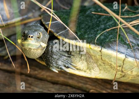 La tartaruga di Mary River è una specie in via di estinzione di tartaruga dal collo corto della famiglia Chelidae. La specie è endemica del fiume Mary nel sud-est di Q Foto Stock