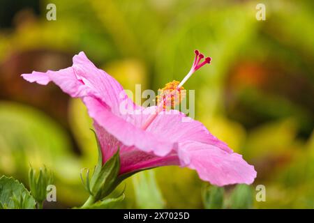 Vista laterale di un ibisco rosa pallido. Foto Stock