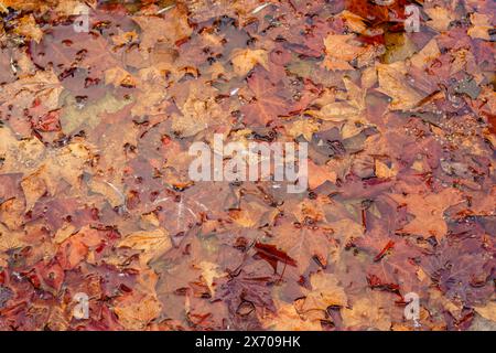 Un primo piano di foglie autunnali in una pozza d'acqua. Foto Stock