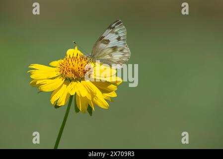 Farfalla bianca a scacchi (Pontia protodice) che dà da mangiare al fiore della barretta dorata nel giardino. Sfondo verde naturale con spazio di copia. Foto Stock