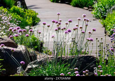 Piante rocciose Sea Pink Thrift Seapink, Armeria maritima, Alpine, Giardino, piante Fiori alpini Fiori fioritura Fiori fioritura Foto Stock