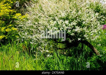 Salix integra 'Hakuro Nishiki' in salice dappato giardino Foto Stock