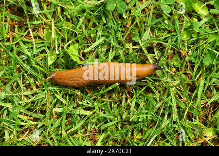 Lumaca rossa, lumaca rossa grande, arion al cioccolato, lumaca rossa europea (Arion rufus) o lumaca spagnola (Arion vulgaris). Sull'erba di un prato olandese. Primavera. Foto Stock