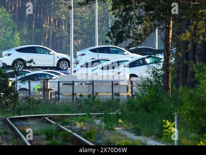 17 maggio 2024, Brandeburgo, Grünheide: Le auto Tesla sono parcheggiate per il trasporto ai margini della foresta nella parte orientale del sito Tesla Gigafactory. Giovedì sera, i rappresentanti municipali di Grünheide hanno approvato un piano di sviluppo che spiana la strada a un'espansione della fabbrica Tesla. Il produttore di automobili desidera espandere il proprio sito per includere un deposito merci e aree logistiche. Foto: Soeren Stache/dpa Foto Stock