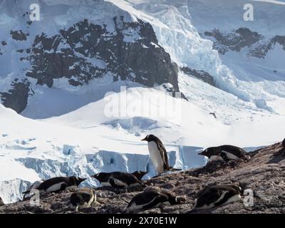 primo piano dei pinguini di Gentoo (Pygoscelis papua) che popolano l'isola D'Hainaut, il porto di Mikkelsen, l'isola di Trinity, l'arcipelago Palmer, l'Antartide Foto Stock