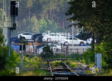 17 maggio 2024, Brandeburgo, Grünheide: Le auto Tesla sono parcheggiate per il trasporto ai margini della foresta nella parte orientale del sito Tesla Gigafactory. Giovedì sera, i rappresentanti municipali di Grünheide hanno approvato un piano di sviluppo che spiana la strada a un'espansione della fabbrica Tesla. Il produttore di automobili desidera espandere il proprio sito per includere un deposito merci e aree logistiche. Foto: Soeren Stache/dpa Foto Stock