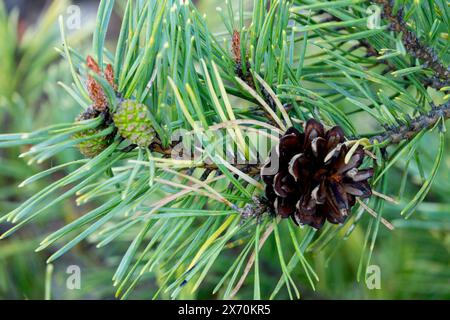 Scots Pine Cone Female, Pinus sylvestris 'Varggald' Branch Foto Stock