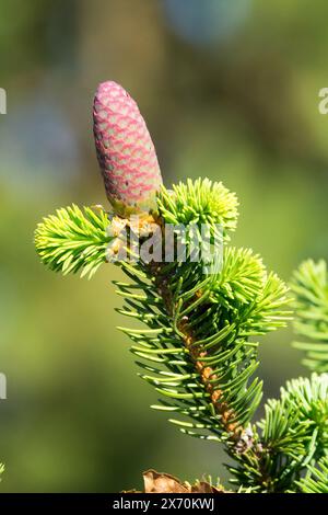 Norvegia abete cono Picea abies "Acrocona" Foto Stock