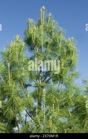 Pino del Bhutan, Pinus wallichiana, Pino bianco dell'Himalaya Foto Stock