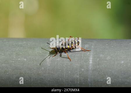 Primo piano due coleotteri vespa Clytus arietis della famiglia dei coleotteri longhorn (Cerambycidae) su un tubo di alluminio. Accoppiamento, primavera, maggio, Paesi Bassi Foto Stock