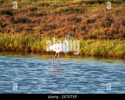 Natura animali selvatici. Fenicottero nell'habitat naturale. Bell'uccello d'acqua. Grande uccello rosa grande grande fenicottero, Phoenicopterus ruber, in acqua, Foto Stock