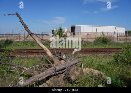 17 maggio 2024, Brandeburgo, Grünheide/ OT Hangelsberg: Resti di un albero si trovano nella parte orientale del sito Tesla Gigafactory ai margini della foresta. Giovedì sera, i rappresentanti municipali di Grünheide hanno approvato un piano di sviluppo che spiana la strada a un'espansione della fabbrica Tesla. Il produttore di automobili desidera espandere il proprio sito per includere un deposito merci e aree logistiche. Foto: Soeren Stache/dpa Foto Stock