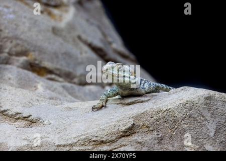 Una lucertola agama stellagama stellio, che emerge da una crevice rocciosa. Noto anche come agama roccia a coda di rondine o drago dipinto. Foto Stock