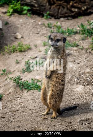 Foto ravvicinata di suricati selvaggi meerkat in piedi sulla sua gamba, fotografia allo zoo faunistico Foto Stock