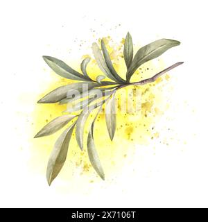 Ramo d'ulivo con foglie verdi su schizzi di colore giallo acquerello, sfondo macchiato. Clipart botanico per la progettazione di biglietti d'auguri, cosmetici, cibo Foto Stock