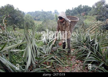 Dacca, Bangladesh. 15 maggio 2024. Venditori di frutta al mercato durante la stagione di raccolta dell'ananas a Srimangal, Moulvibazar. Dacca, Bangladesh, il 16 maggio 2024. Foto di Habibur Rahman/ABACAPRESS. COM credito: Abaca Press/Alamy Live News Foto Stock