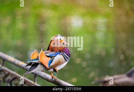 Una bella anatra mandarina maschile sorge su una recinzione vicino al lago. Foto in primo piano. Natura e uccelli selvatici Foto Stock