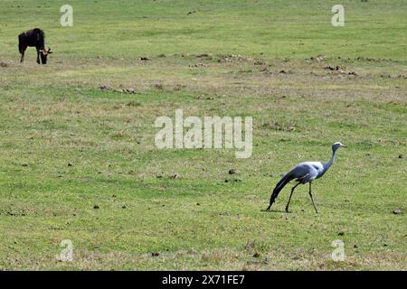 Blue Crane, Botlierskop Game Reserve, Little Brak River, Western Cape, Sudafrica Foto Stock