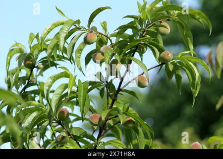 Pesche che che crescono in un albero nella tarda primavera Foto Stock