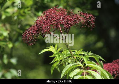 Bacche mature di arbusto di sambuco Foto Stock