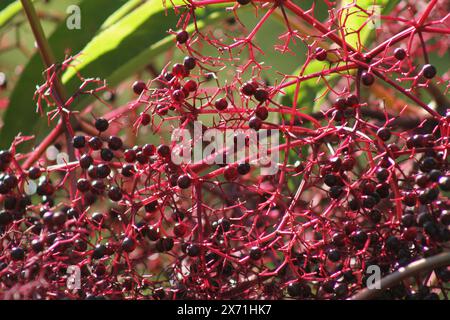 Bacche mature di arbusto di sambuco Foto Stock