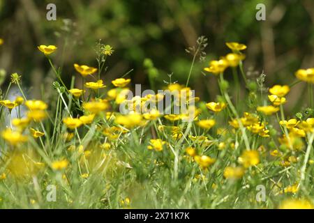 Renoncules in fiore Foto Stock