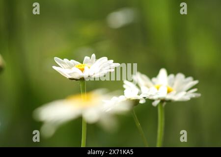 Close-up di margherite in fiore Foto Stock