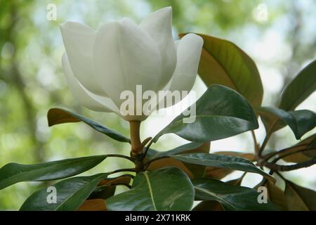 Primo piano di una fioritura della Magnolia meridionale Foto Stock