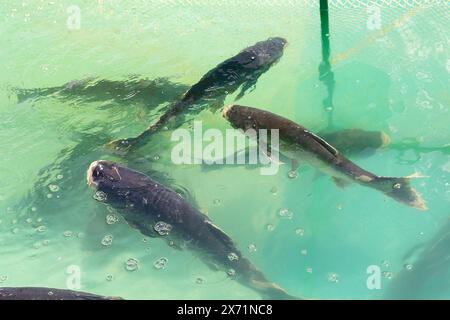 Carpe di pesce che nuotano insieme in piscina. Industria della pesca Foto Stock
