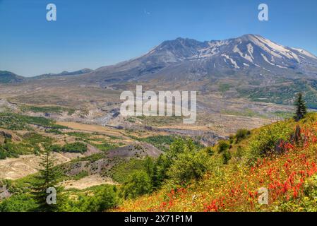 Mt St Helens con fiori selvatici, Mt St Helens National Volcanic Monument, Washington, Stati Uniti d'America Foto Stock