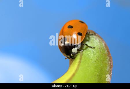 Una coccinella, Coccinella septempunctata, si trova su una foglia verde. foto esterna isolata su sfondo blu Foto Stock