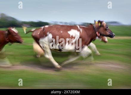 VEN 10-5-2024, Paesi Bassi, Beneden-LeeuwenCows sono ammessi nel prato dopo un lungo periodo invernale. Quest'anno la danza della mucca è molto tardi perché il prato era sempre troppo bagnato a causa della forte pioggia. Foto Marcel van den Bergh (non per Trouw, Parool, ad e NRC) paesi bassi Out - belgio Out Foto Stock