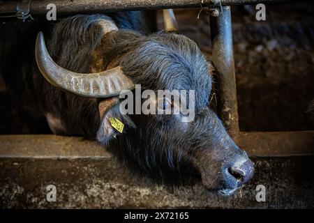 ONSTWEDDE - sabato 11 maggio 2024, i bufali d'acqua di Buffelfarm Meems a Onstwedde sono stati ammessi per la prima volta nel prato. Questo sotto l'occhio vigile di molti spettatori. ANP / Hollandse Hoogte / Huisman Media netherlands Out - belgium Out Foto Stock