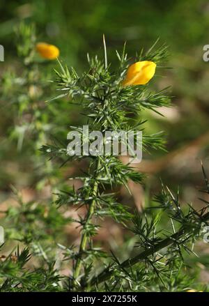 Gorse, Common Gorse, Furze o Whin, Ulex europaeus, Fabaceae. L'Ulex europaeus, il Gorse, il Gorse comune, il Fruze o whin, è una specie di pianta in fiore Foto Stock
