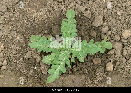 Semina di un campo scabioso (Knautia arvensis). Le piante giovani stanno crescendo. Foto Stock