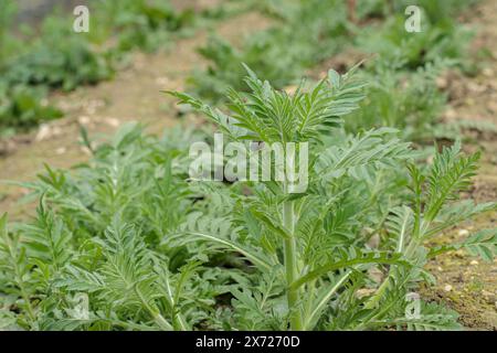 Abitudine di un campo in crescita scabioso (Knautia arvensis) non ancora in fiore. Foto Stock