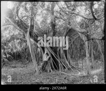 Rubber Tree, Lake Worth, Flag., 8 x 10 negative di Detroit Publishing Co. È disponibile anche, LC-D4-3678., 'Detroit Photographic Co.' e '01480' su negative., Detroit Publishing Co. N. 01480., Gift; State Historical Society of Colorado; 1949, Rubber Trees. , Stati Uniti, Florida, Lake Worth. Foto Stock