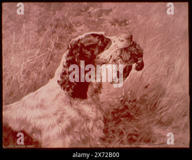 "Toledo Queen", "Detroit Photographic Co.", montato dietro con "09923. Vescovo Foley. Potrebbe aver fatto parte dell'album., Detroit Publishing Co. No 09928., Gift; State Historical Society of Colorado; 1949, Dead Animals. , Caccia agli uccelli. , Cani da caccia. Foto Stock