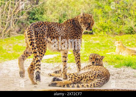 due ghepardi si trovano nelle vicinanze sull'erba verde, molto vicino al contatto visivo. Grande e graziosa bestia felina Foto Stock