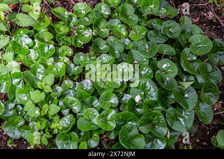 Fogliame verde brillante proveniente da piante di zenzero selvatico, Asarum europaeum. Foto Stock