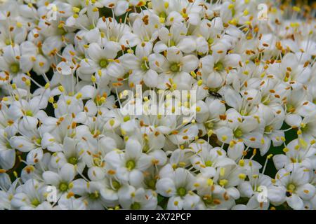 Infiorescenza bianca di su un ramo di una pianta chiamata primo piano di Viburnum lantana Aureum. Foto Stock